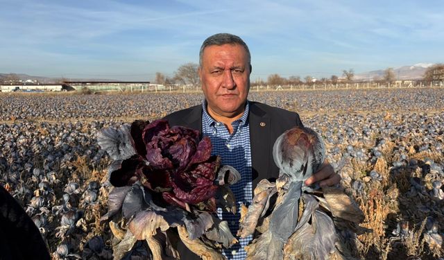 Kara Lahana Tarlada Kaldı, Market Fiyatı Uçtu!
