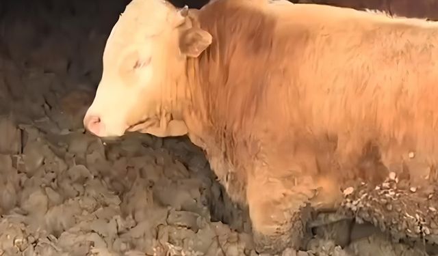 Çamurda Beslenen Hayvanlara Bakanlık Müdahalesi!