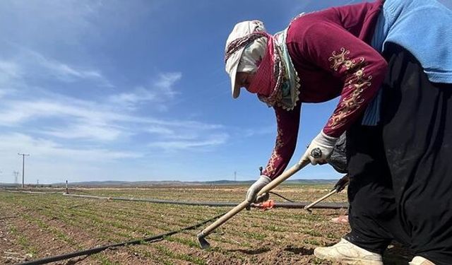 Tarımda İşçi Ücretleri 2025’te Yükseldi!