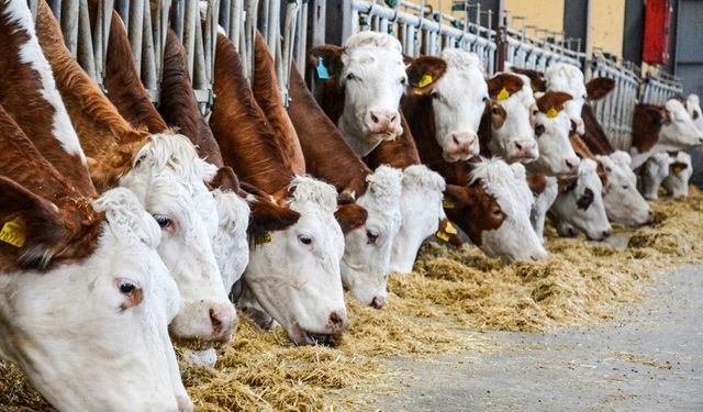 Hayvancılık Destekleri İçin Kritik Tarihler Duyuruldu