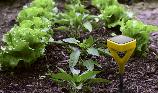 Akıllı Sensörler Konuşuyor: Bitkiniz Su İstediğini Size Nasıl Söyler?