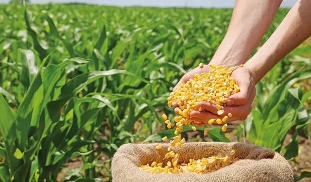 Mısırda 3 Milyon Tonluk İthalat Düzenlemesi!