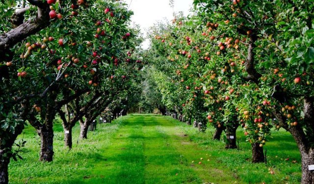 Meyve Ağacında Verim Dengesi Nasıl Kurulur?