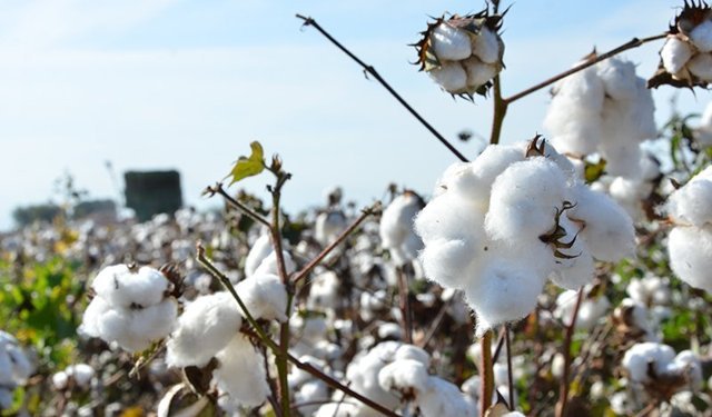 TBMM’de Pamuk Raporu: Verim Düşüyor, Destekler Yetersiz