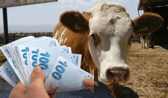 350 Milyon TL'lik Tarımsal Destekleme Ödemeleri Hesaplara Aktarılıyor!