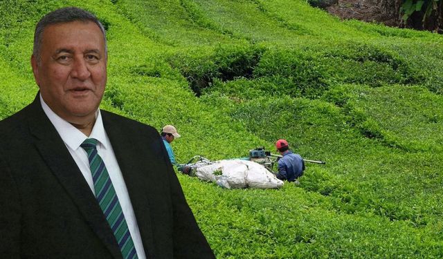 'Çay Üreticisi Masrafını Çıkaramıyor'