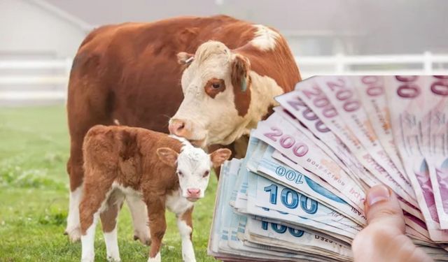 6,4 Milyar TL’lik Tarımsal Destekleme Ödemeleri Hesaplara Aktarılıyor!