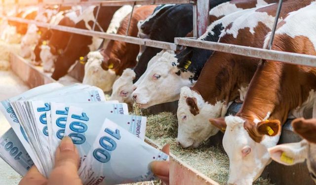 688 Milyon TL'lik Tarımsal Destekleme Ödemeleri Hesaplara Aktarılıyor!