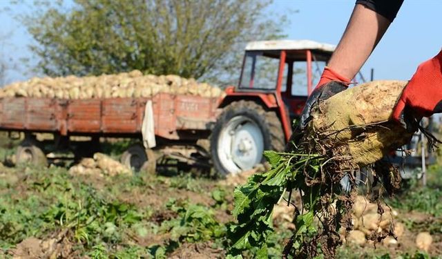 991 Milyon Liralık Pancar Ödemesi Üreticilerin Hesaplarına Aktarılıyor!