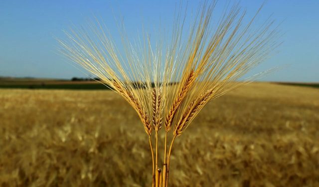 TMO Arpa Satışlarını Başlattı: İlk Alıcılar Belli Oldu