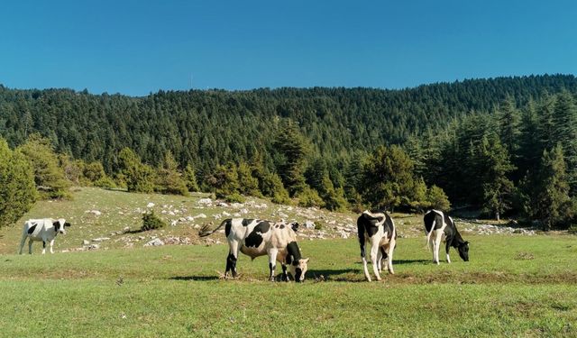 TİGEM’den Damızlık Hayvan Satışı: İhale Tarihleri Belli Oldu!