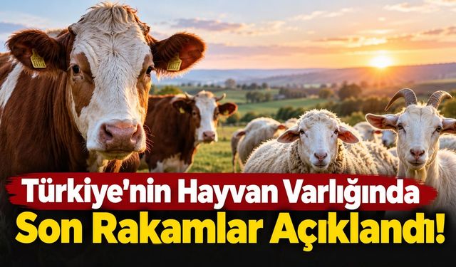 Türkiye’nin Hayvan Varlığında Son Rakamlar Açıklandı!