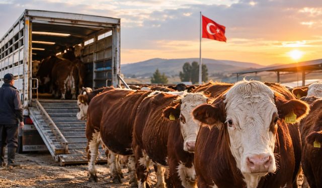 Besilik Sığır İthalatında 2027 Planlaması Açıklandı