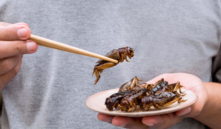 Böcek Yemek Neden Israrla Teşvik Ediliyor?