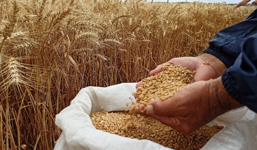 Çiftçiye Makarnalık Buğday Tohumu Dağıtıldı!