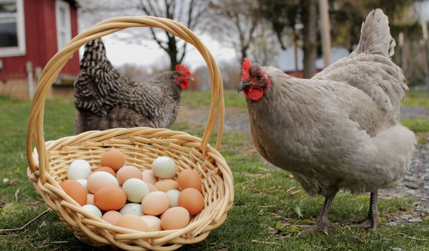 TÜİK Açıkladı: Tavuk Yumurtası Üretimi ve Tavuk Eti Üretim Miktarı Belli Oldu!