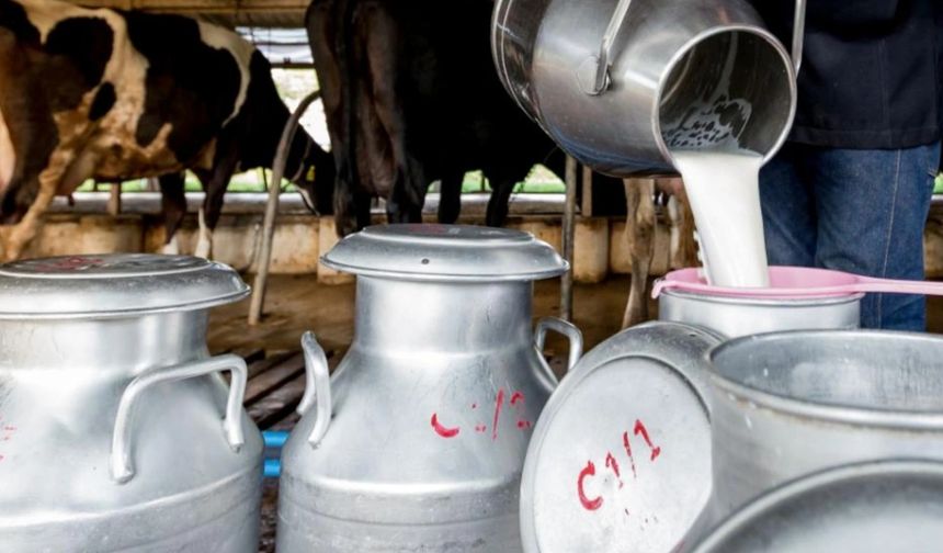 Hayvancılıkta Süt Hijyeni Nasıl Sağlanır?