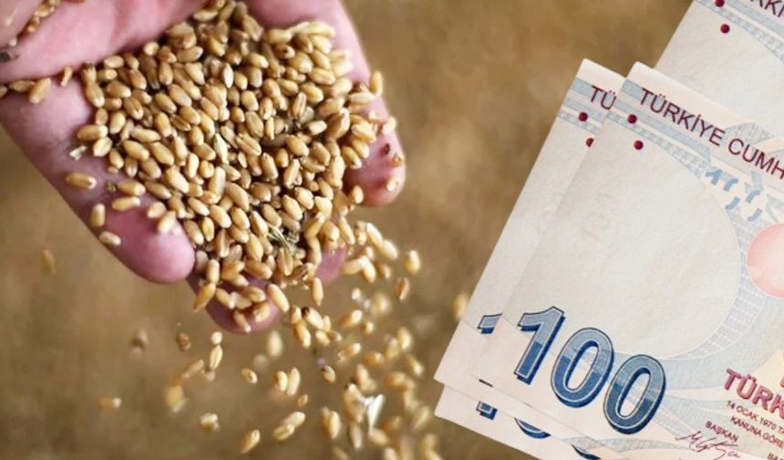 TZOB Açıkladı: Buğday ve Arpada Rekolte Düşüyor, Fiyatlar Revize Edilmeli!