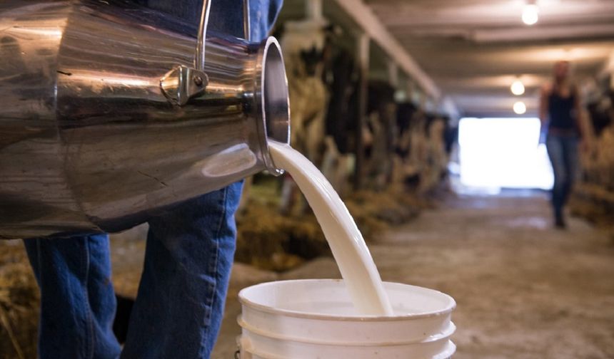 Çiğ Süt Üretim Maliyeti Düştü: İşte Ayrıntılar!