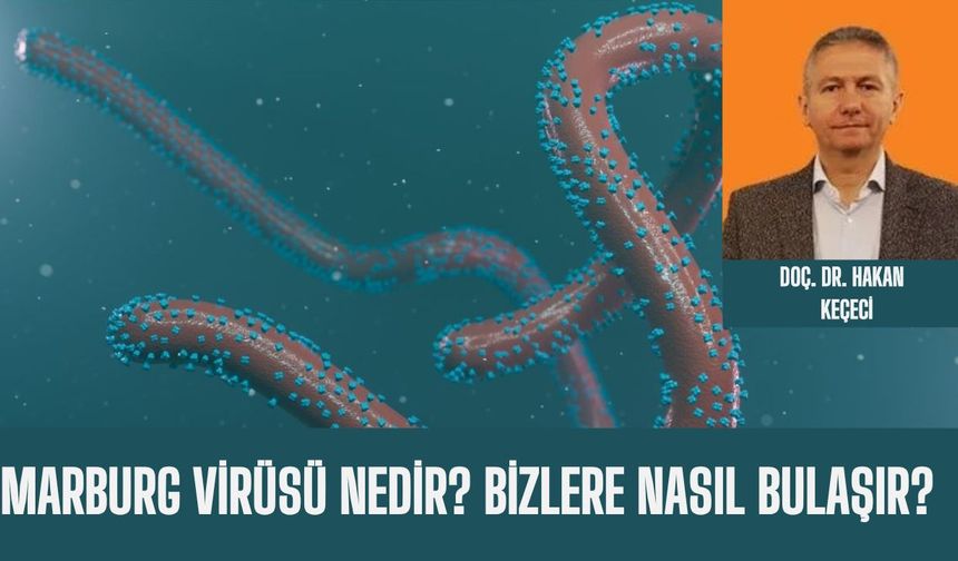 MARBURG VİRÜSÜ NEDİR? BİZLERE NASIL BULAŞIR?