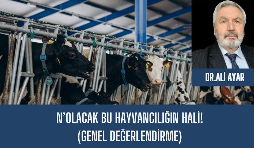 N’OLACAK BU HAYVANCILIĞIN HALİ! (Genel Değerlendirme)