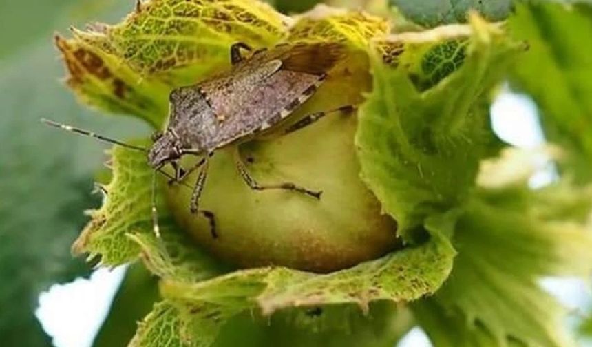 Kahverengi Kokarca Fındık Üretimini Tehdit Ediyor!