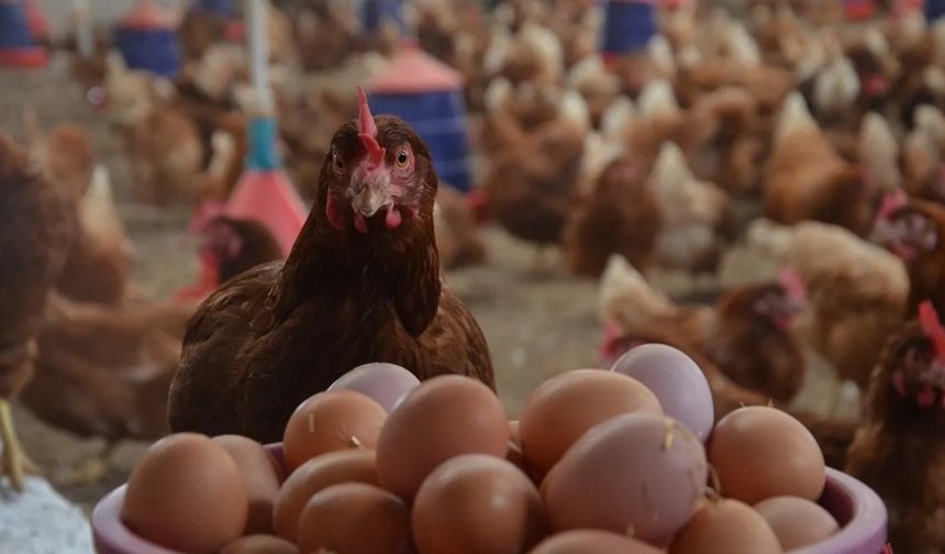 Kuş Gribi Bahane Zamlar Şahane! Bakanlık Harekete Geçti