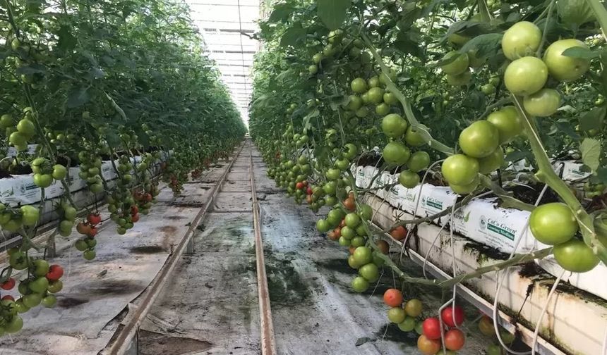 Türkiye’nin İlk Jeotermal Isıtmalı Sera Üssü Hayata Geçti!