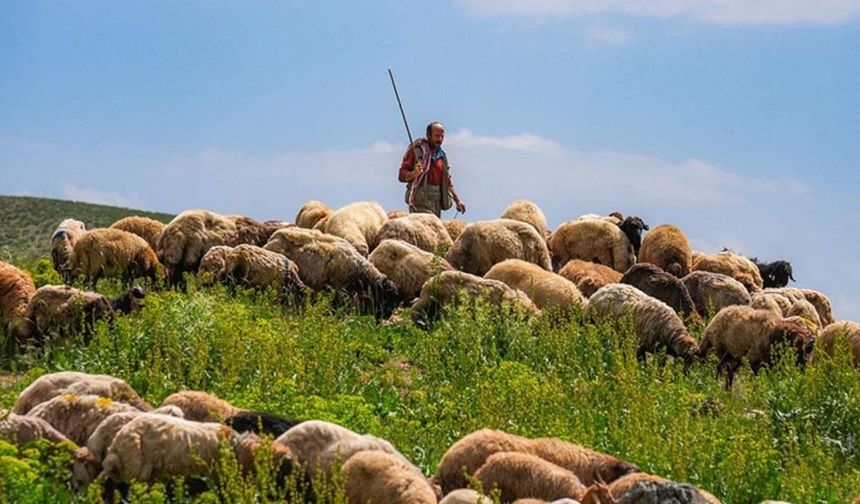 Başkan Çelik Açıkladı! Çoban Sorunu Çözüme Kavuşuyor mu?