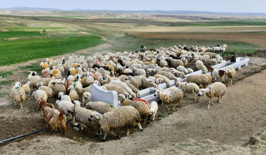 Büyükşehir’de Tarım ve Hayvancılığa Çifte Destek!