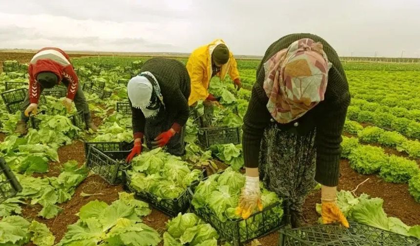 Marul Üreticisine İthalat Darbesi! Çiftçi Maliyet Krizinde