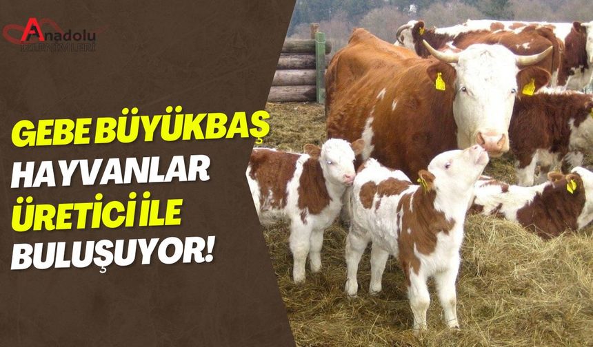 Gebe Büyükbaş Hayvanlar Üretici İle Buluşuyor!