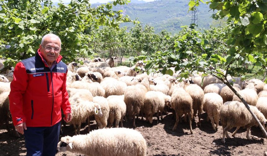 Büyük Şehir Belediyesi'nden Hayvancılığa Yeni Vizyon!