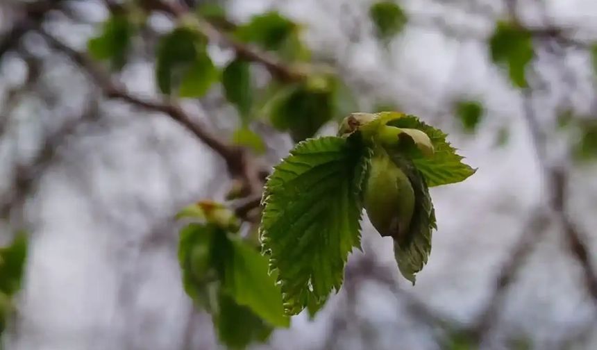 Fındıkta Büyük Tehlike: Don ve Kokarca Rekolteyi Vuracak Mı?