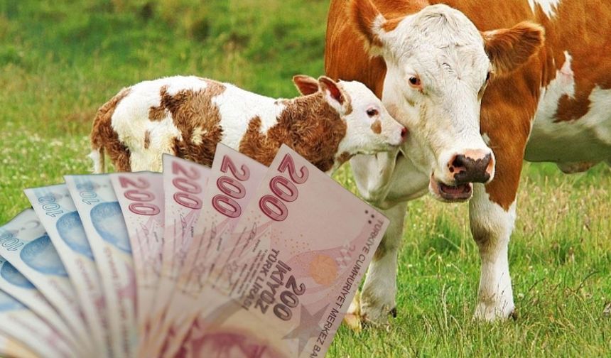 5 Milyar TL’lik Destekleme Ödemeleri Hesaplara Aktarılıyor!