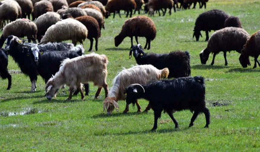 Kurbanlıkta Sertifika Zorunluluğu Mu Geliyor?