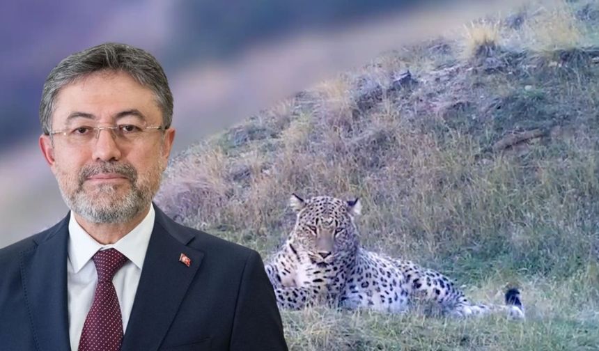 Anadolu Parsı Yine Fotokapana Yakalandı!