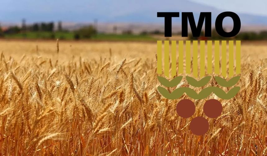 TMO, Buğday ve Arpa Alımlarına 12 Mayıs’ta Başlıyor!