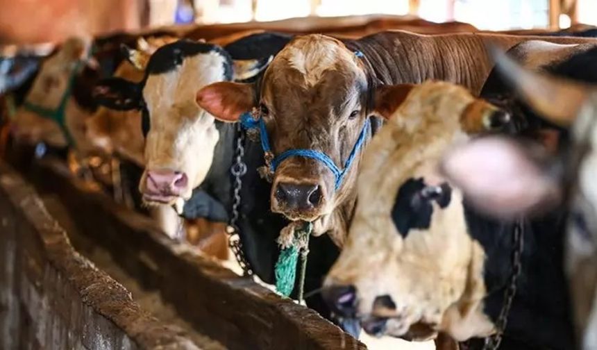 ESK’nın Kurbanlık Alım Kriterleri Netleşti: İşte Fiyatlar ve Şartlar