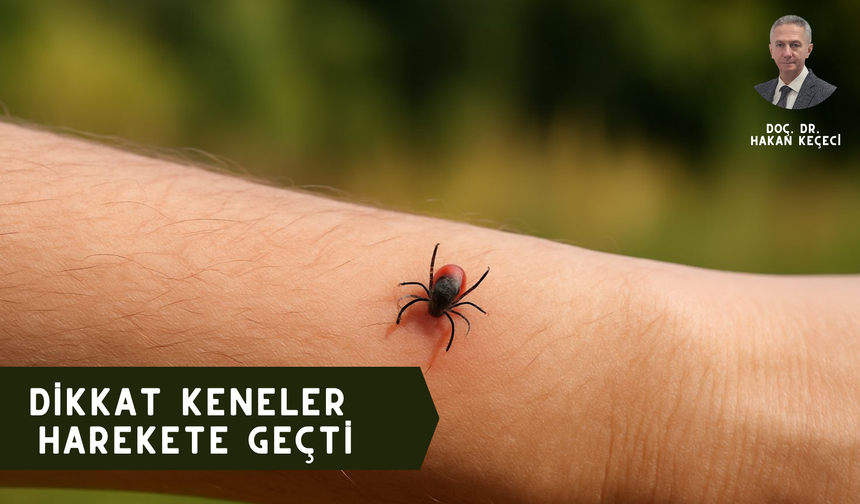DİKKAT KENELER HAREKETE GEÇTİ
