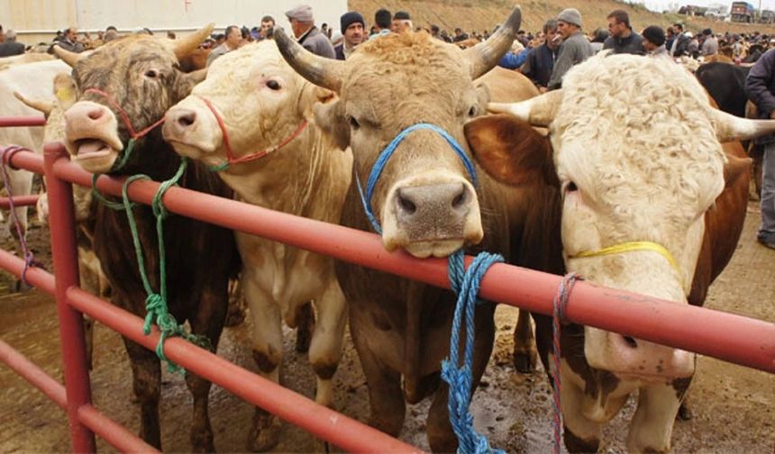 Şap Salgını Kontrol Altında: 8 İlde Pazarlar Yeniden Açılacak