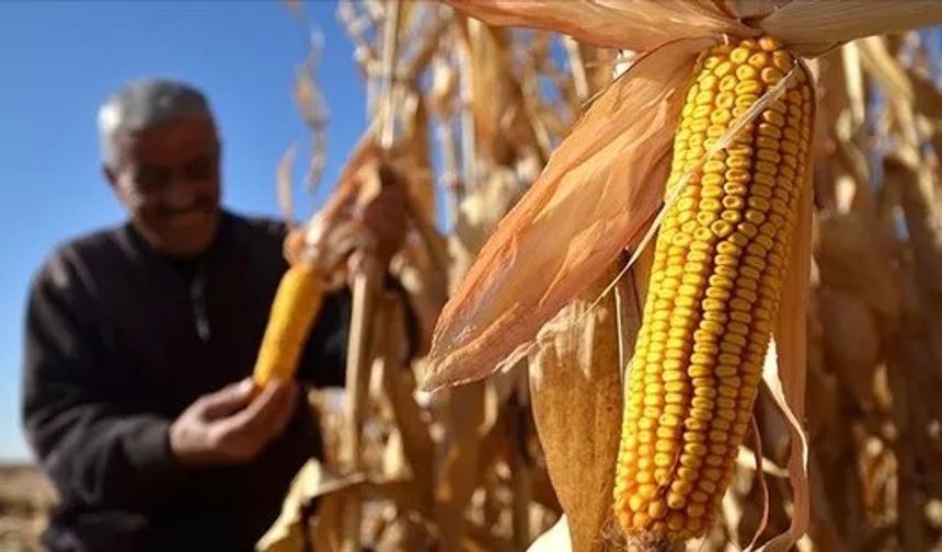 Toprak Mahsulleri Ofisi 2025 Yılı Mısır Alım Fiyatını Açıkladı!