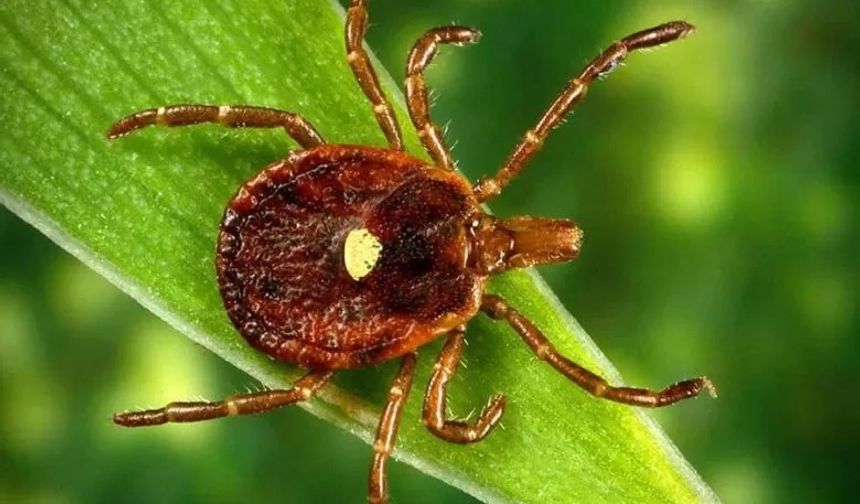 Altı Kıtada Görülüyor: Alfa-Gal Sendromu Küresel Tehdit Haline Geldi