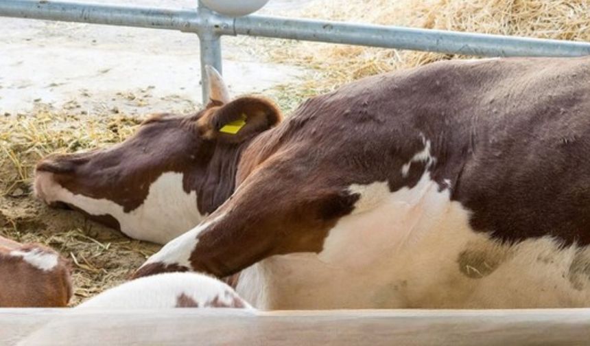 Hayvancılıkta Şimdi de 3 Gün!
