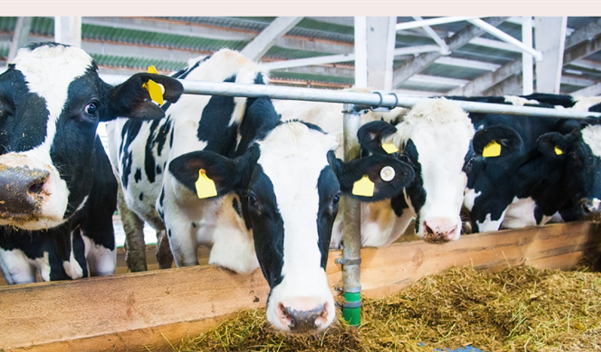 TİGEM’den Bölge Ekonomisine Katkı Sağlayacak Satış!