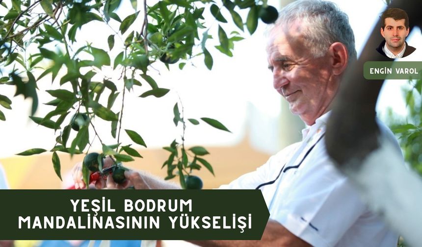 Yeşil Bodrum Mandalinasının Yükselişi