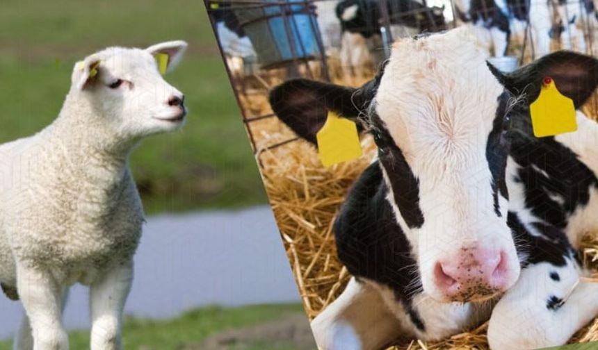 2025’te Tarımsal Örgütlerde Kimler Zirvede?