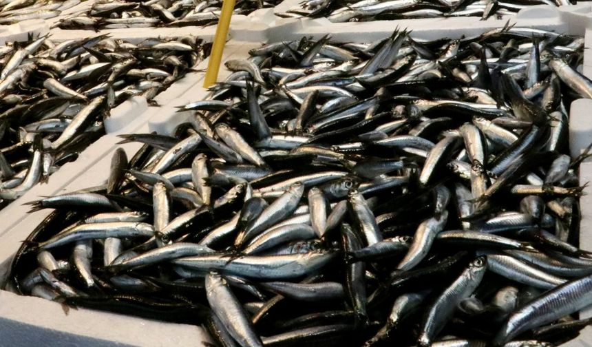 Karadeniz’de Uzun Yıllar Sonra İlk Hamsi Bolluğu!