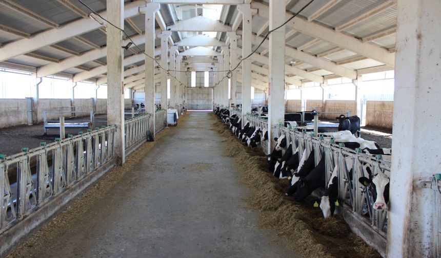 USDA: Türkiye'de Hayvancılık Çöktü!