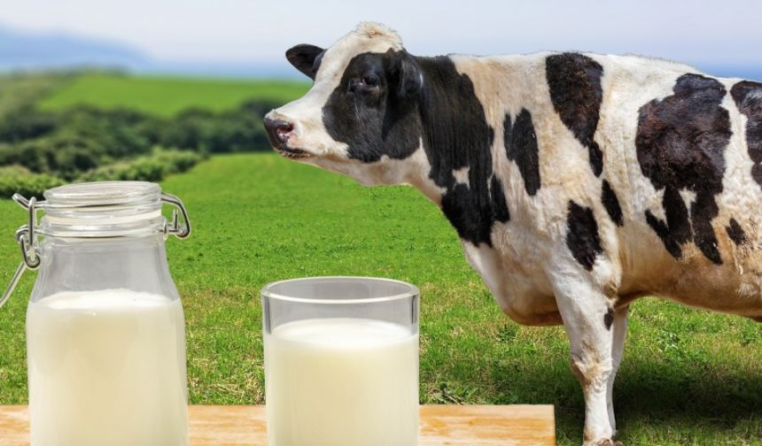 TÜİK Açıkladı: Türkiye Süt Üretiminde Geriledi mi?